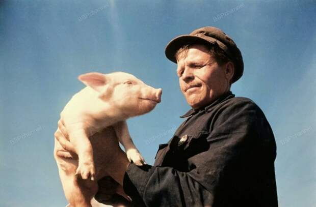 Рабочий и поросенок. СССР, год и место съемки неизвестны.