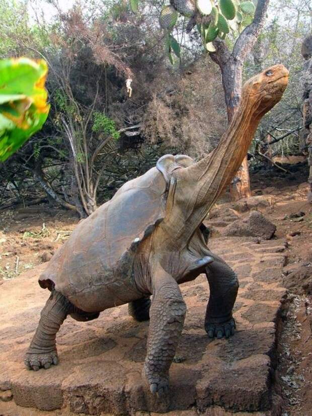 Самая большая наземная черепаха - Слоновые черепахи или сейшельские обитают лишь на Галапагосских острова. Самого крупного представителя слоновых черепах зовут Голиаф. Этот гигант может похвастаться весом в 385 килограмм и общей длиной полтора метра. интересное, факты, фауна, черепахи