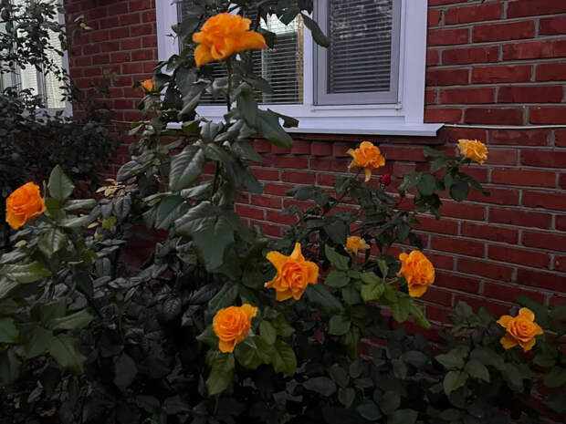 Розы весной: первая подкормка из двух ингредиентов — мощный старт без химии