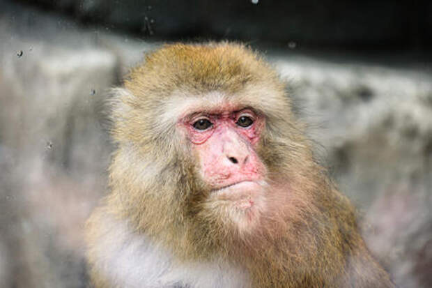 У россиянина подтвердили заражение обезьяньей оспой