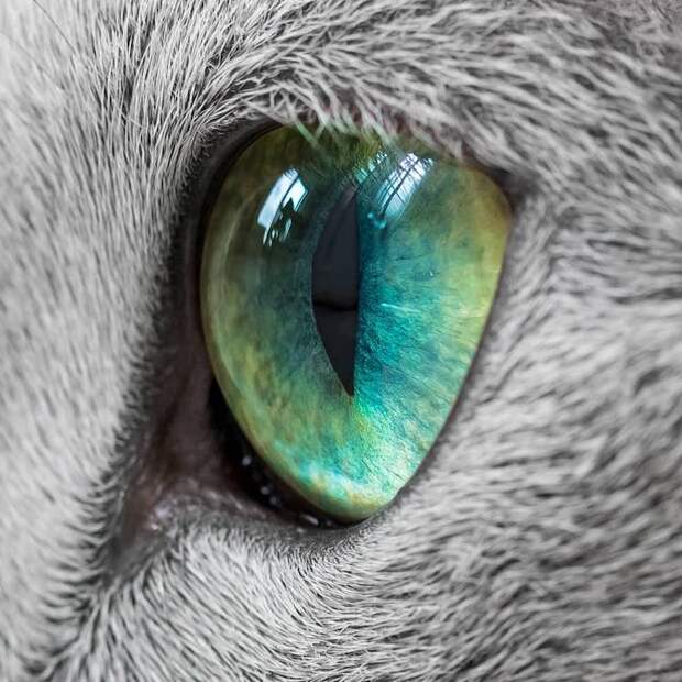 russian-blue-cats-19.jpg russian-blue-cats-19.jpg
