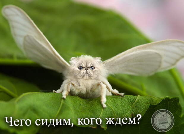 Чего сидим, кого ждем?