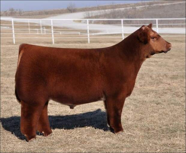 fluffy-cows6