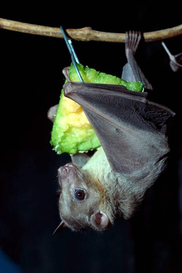 egyptian-fruit-bat
