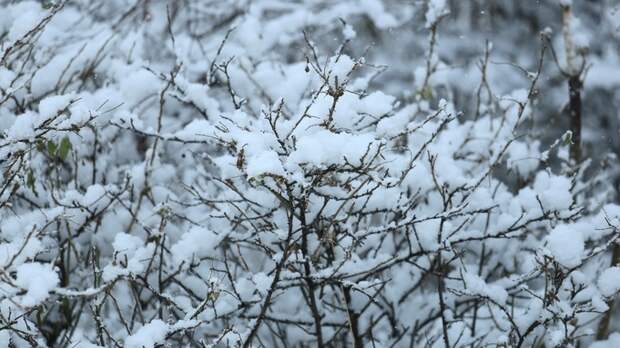 На Алтайский край надвигается резкое потепление до -3 градусов