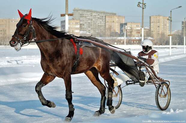 Музей Московского ипподрома ипподром, музей, москва