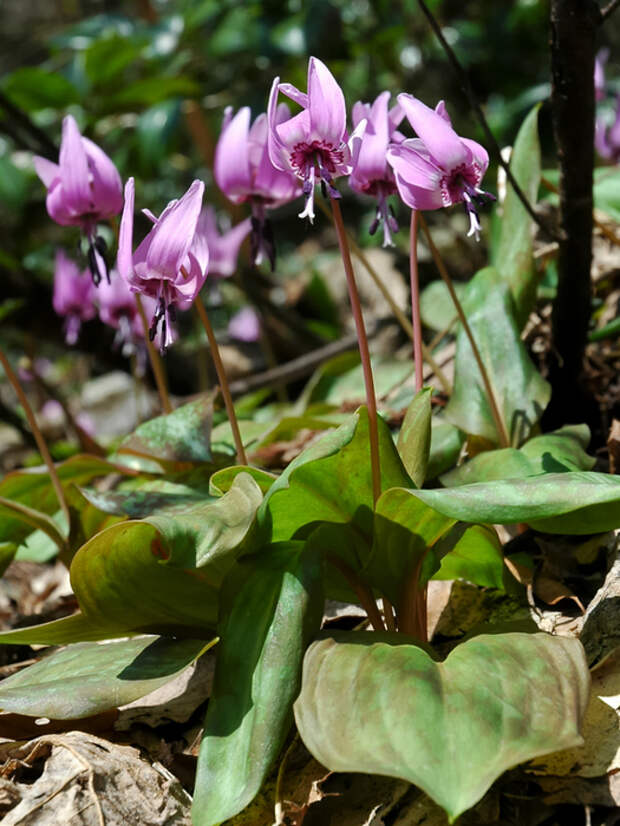 produktbilde_Erythronium_japonicum_500x25_2006_005 (525x700, 441Kb)