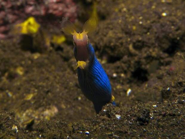 Голубой ленточный угорь или ленточная мурена (лат. Rhinomuraena guaesita) (англ. Ribbon eel)