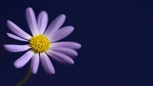 Как нежны виолы лепестки: выбираем садовые цветы по последним модным тенденциям