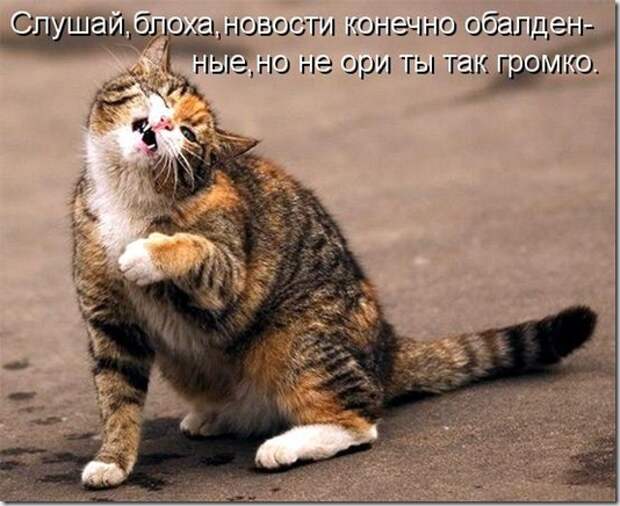 kotomatritsa_3