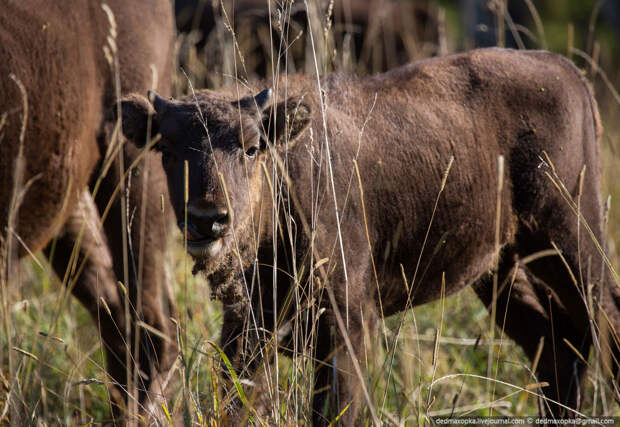 Зубры, они же европейские бизоны Зубры, они же европейские бизоны