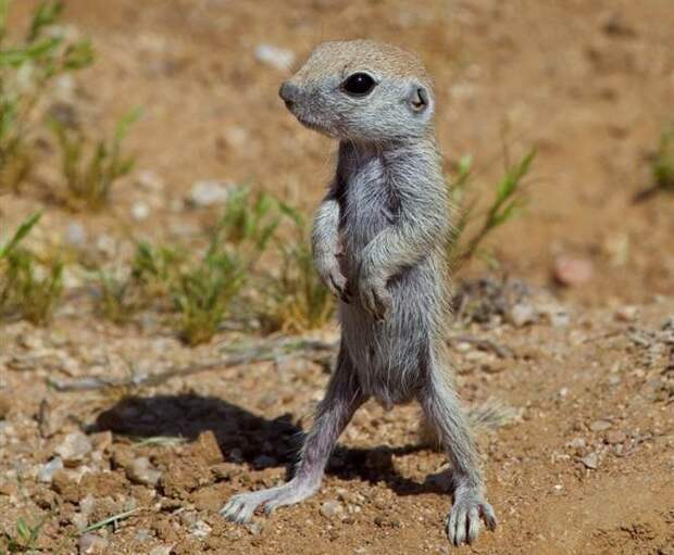 4326608_86b413a05f11 (667x550, 82Kb)