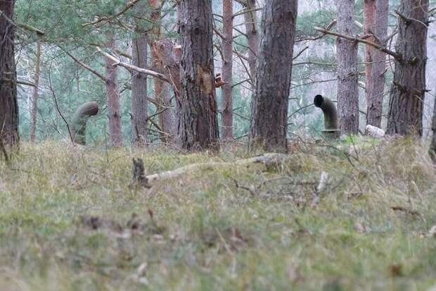 Прогуливаясь по лесу они обнаружили эти трубы! Вы удивитесь, узнав что находится под ними! (фото)