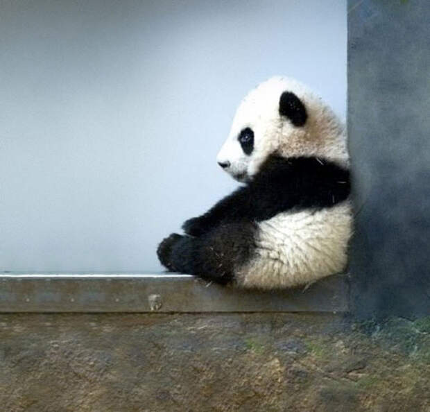 Животные детеныши в фотографиях
