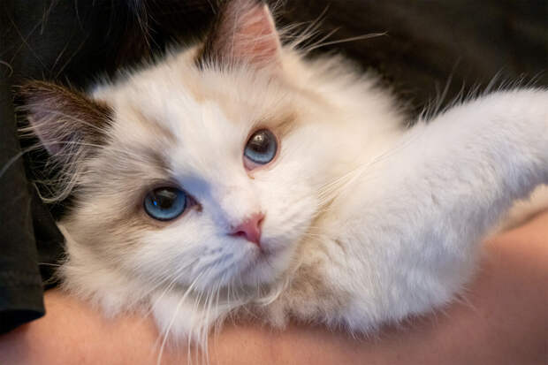 Протоиерей Первозванский: кошки не попадают в рай, так как их души не бессмертны