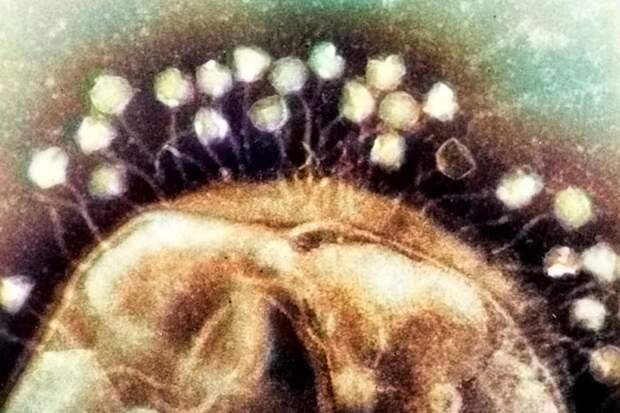 Бактериофаги: полезные вирусы вместо антибиотиков