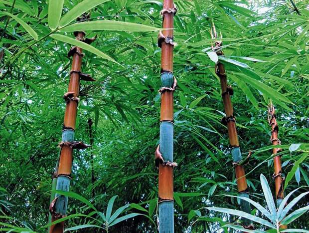 Самая удивительная трава на планете - бамбук