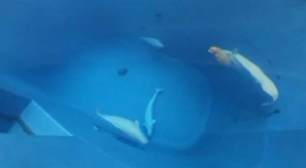 Приморский океанариум показал редкие кадры отдыха белух