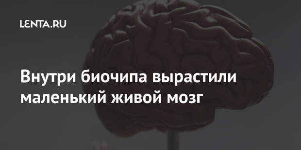 Внутри биочипа вырастили маленький живой мозг