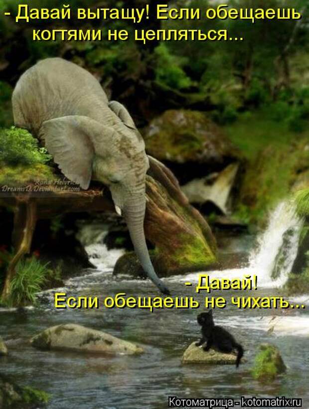Котоматрица: - Давай вытащу! Если обещаешь  когтями не цепляться... - Давай!  Если обещаешь не чихать...