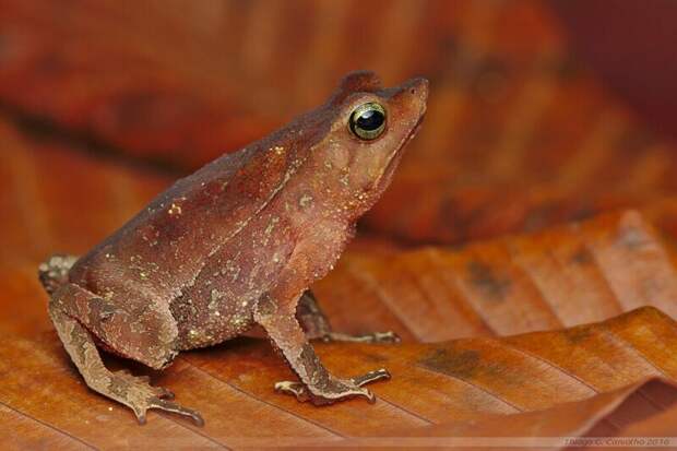 Некрофилия у амазонских лягушек Rhinella proboscidea - куча самцов наваливаются на одну самку и последние зачастую тонут. Но самцы достают из мертвой икру и оплодотворяют вне тела самки Некрофилия у амазонских лягушек Rhinella proboscidea - куча самцов наваливаются на одну самку и последние зачастую тонут. Но самцы достают из мертвой икру и оплодотворяют вне тела самки