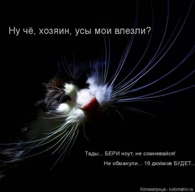 Новая котоматрица (37 шт)