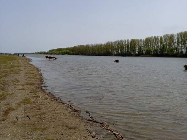 В Саратовской области 9-летний мальчик утонул в реке