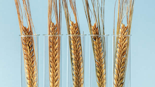 Путин заявил о стратегической роли биоэкономики для России