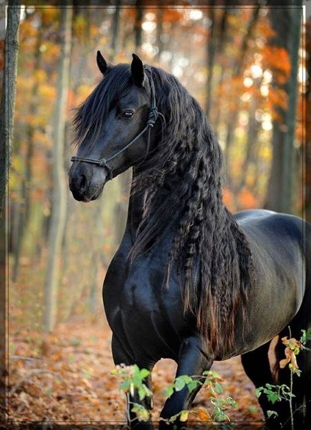 Красивый конь Фридрих Великий животные, факты