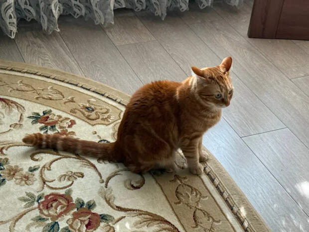 Сбой кошачьей интуиции: почему кошка подходит к плохому человеку