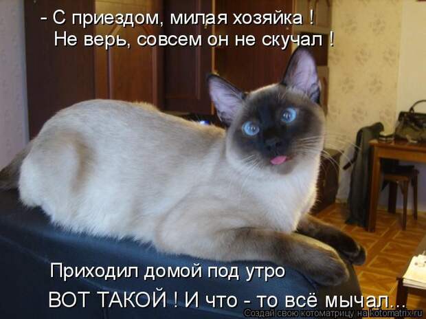 Просто котики коты, юмор