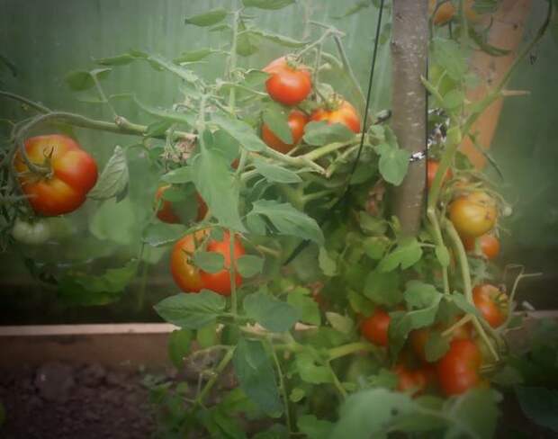 Первые сладкие томаты!