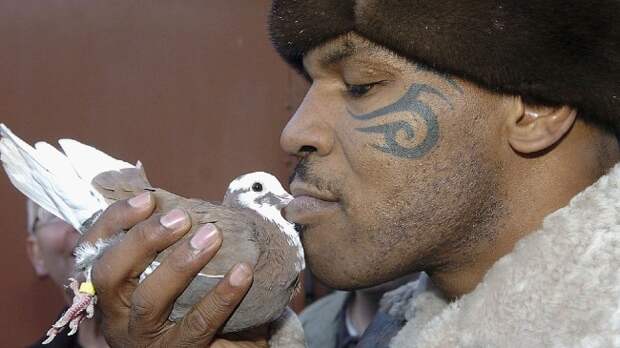 Mike Tyson kissing a pigeon