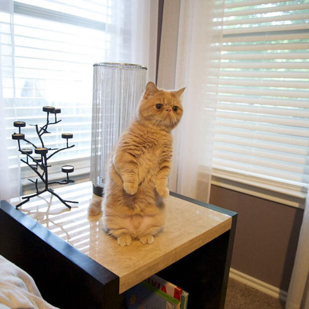 cat-standing-on-2-legs-george-8