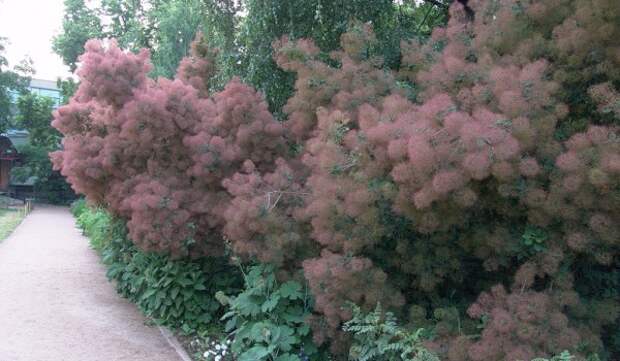 Дымное дерево розового цвета расцвело в «Аптекарском огороде»