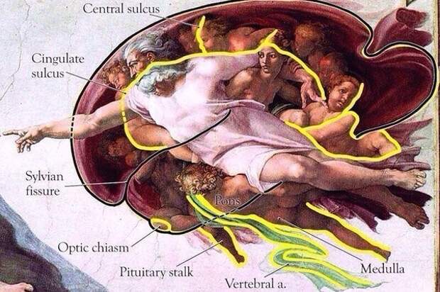 Есть версия, что Микеланджело, изобразил Бога внутри человеческого мозга – как порождение человеческой фантазии. настроение, подборка, это интересно