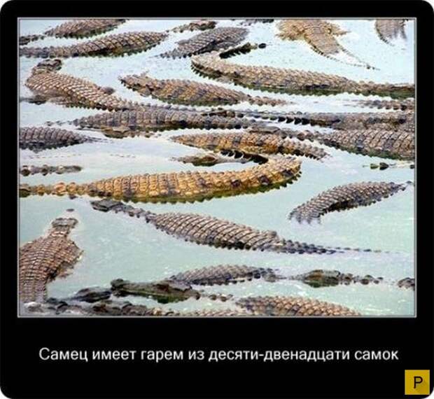 Интересные факты в картинках о крокодилах (20 фото)