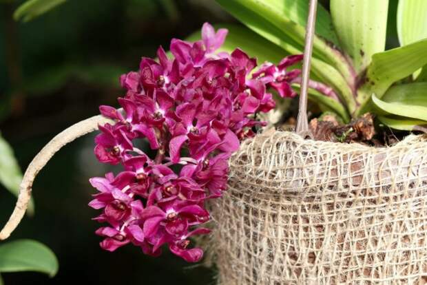 Ринхостилис гигантский (Rhynchostylis gigantea)