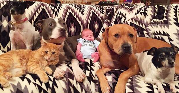 4 собаки и кошка, ухаживающие за новорождённым, растрогали пользователей интернета дети, животные, милота