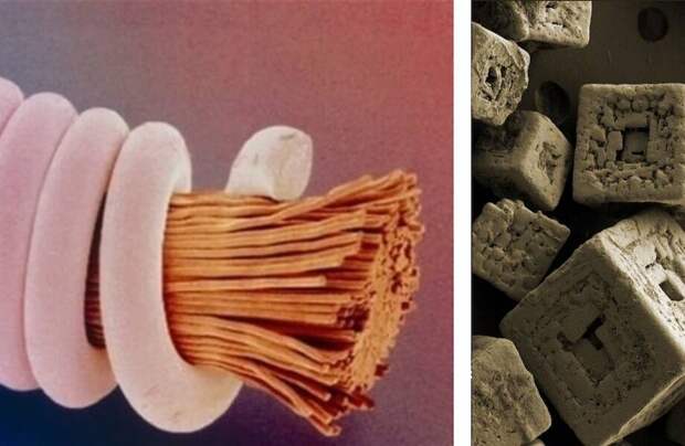 17 микрофотографий, которые покажут с новой стороны мир, что кроется у нас под носом