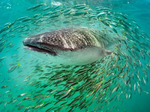 Лучшие фотографии от National Geographic за 2012 год national geographic, дикая природа, животные, лучшие фотографии, природа