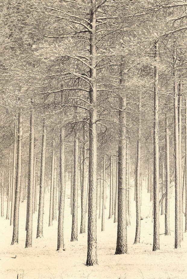 Портреты деревьев Paul Kozal Портреты деревьев Paul Kozal