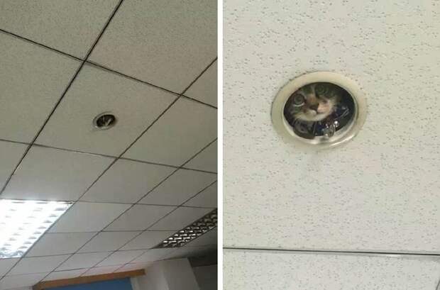 И тут работники офиса поняли, что за ними кто-то следит животные, котенок, офис