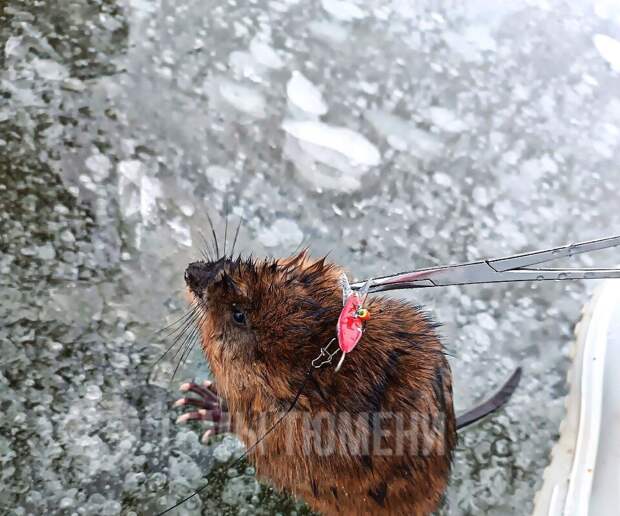 Amur Mash: в Благовещенске ондатры искусали детей