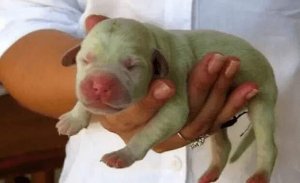 Женщина купила необычного щенка зеленого цвета. Но со временем он изменил окрас