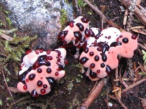 creepyplants04 Самые жуткие растения