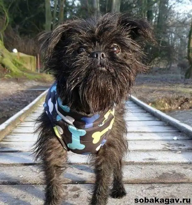 Аффенпинчер собака. Описание, особенности, уход и цена аффенпинчера