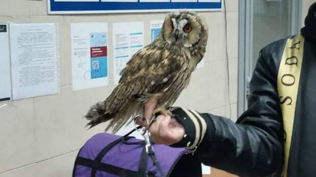 Двух редких сов спасли от фотографов возле московских театров