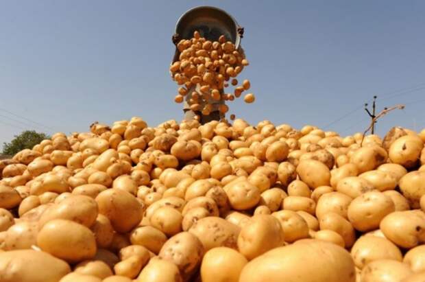 Секреты ГМО 30 лет спустя гмо, доклад, еда, картофель, своими руками