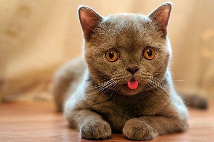 Может ли у животных быть синдром Дауна?